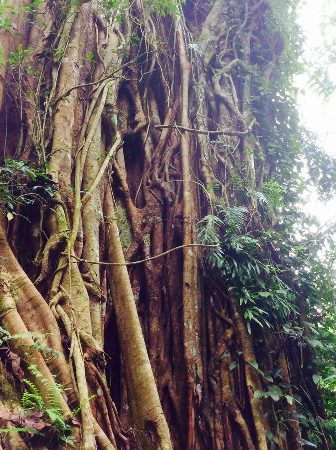 Natural Mystic Sanctuary 데니야야 외부 사진