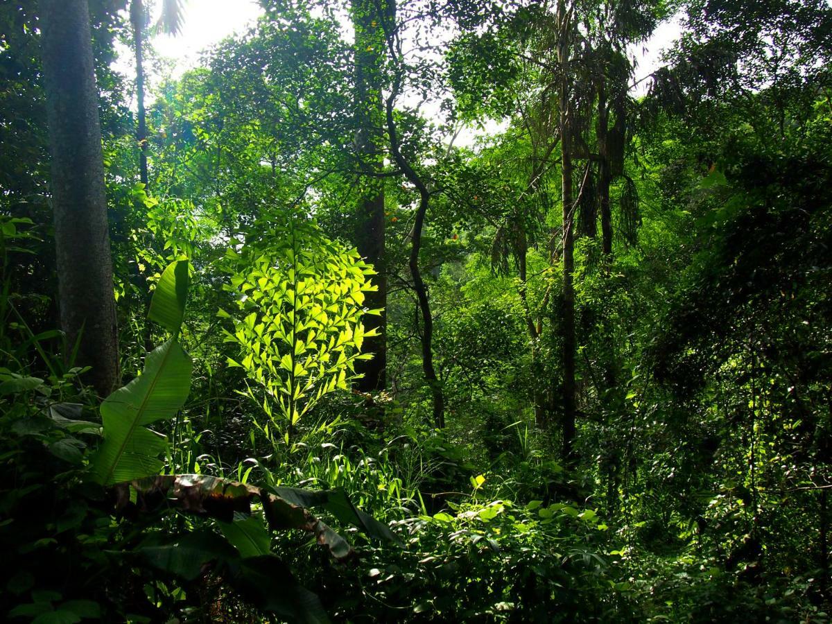 Natural Mystic Sanctuary 데니야야 외부 사진