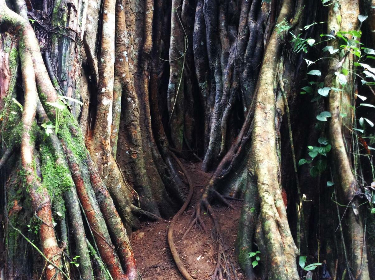 Natural Mystic Sanctuary 데니야야 외부 사진