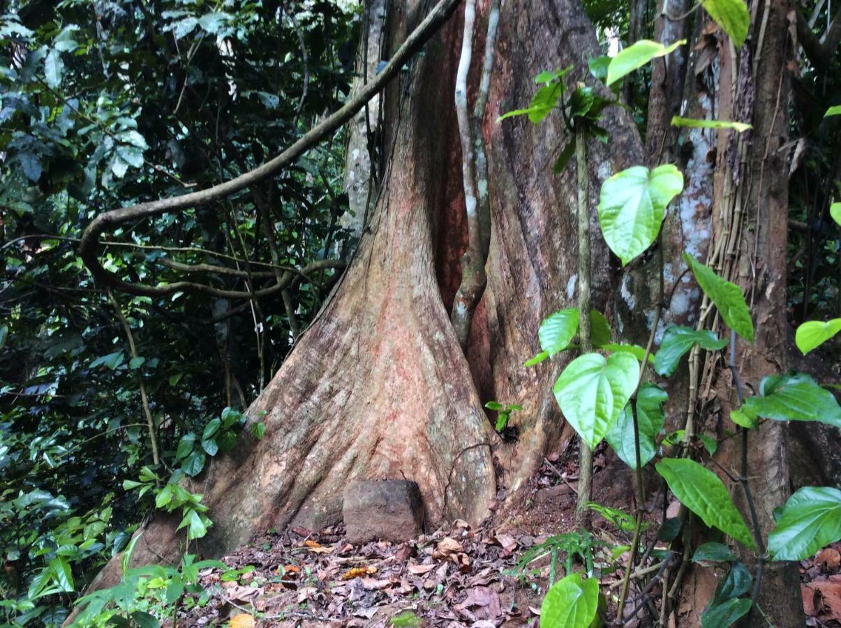 Natural Mystic Sanctuary 데니야야 외부 사진