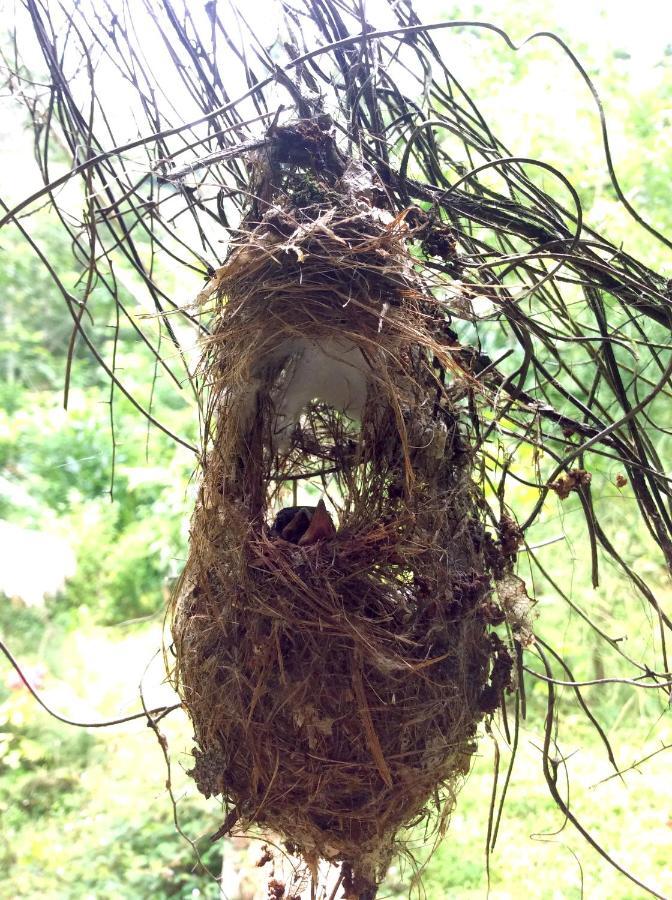 Natural Mystic Sanctuary 데니야야 외부 사진